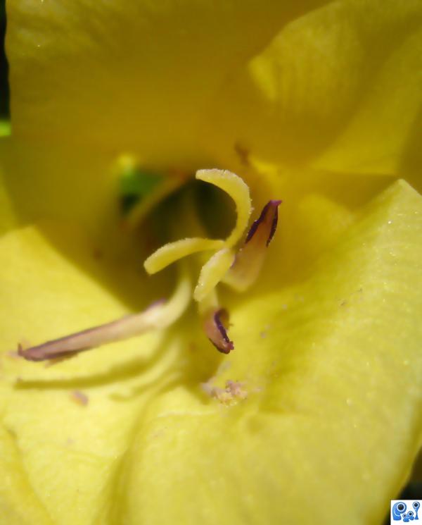 Yellow Flower